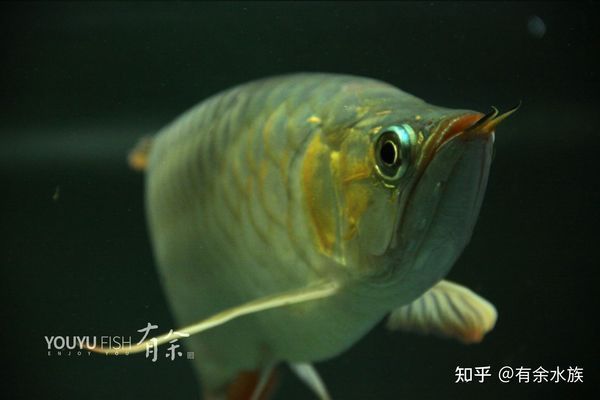 龍魚撞缸身體彎曲：龍魚撞缸后身體彎曲可能與多種因素有關，龍魚混養時應注意哪些問題