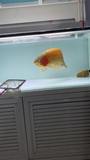 60厘米紅龍魚價格表圖片大全
