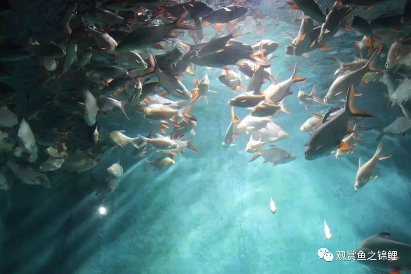 養(yǎng)紅龍魚的都是什么人