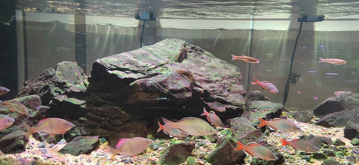 養(yǎng)紅龍魚的都是什么人