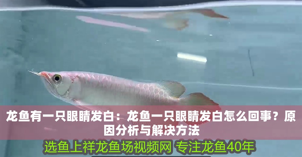 龍魚有一只眼睛發白：龍魚一只眼睛發白怎么回事？原因分析與解決方法