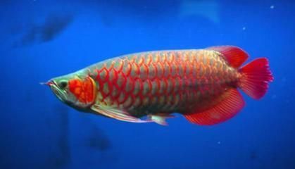 龍魚的飼料魚買多大的好：選擇龍魚的飼料魚需要考慮多個因素，龍魚飼料魚需要考慮哪些因素