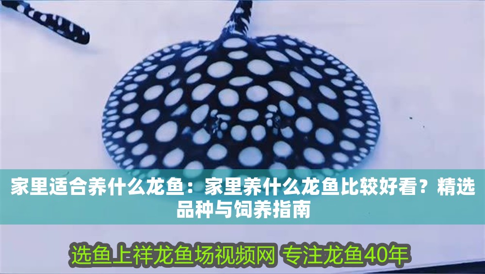 家里適合養什么龍魚：家里養什么龍魚比較好看？精選品種與飼養指南