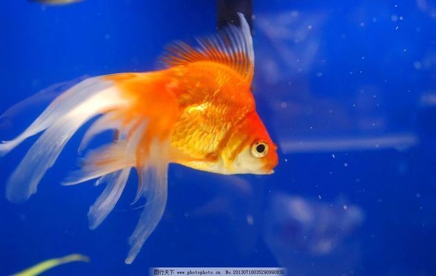 家里適合養什么龍魚：家里養什么龍魚比較好看？精選品種與飼養指南