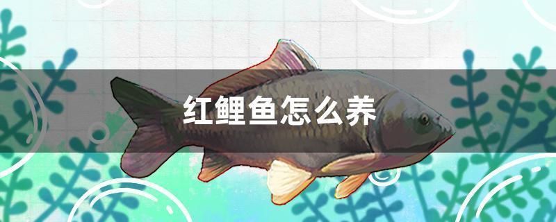 如何改善紅勾銀版魚的飲食習慣：改善紅勾銀版魚的飲食習慣的方法