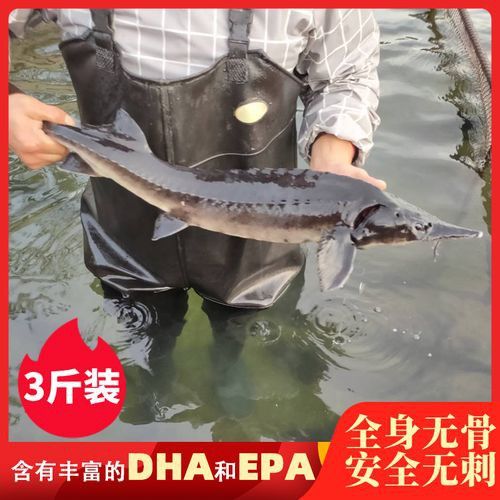中華鱘龍魚的圖片