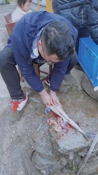 中華鱘龍魚的圖片