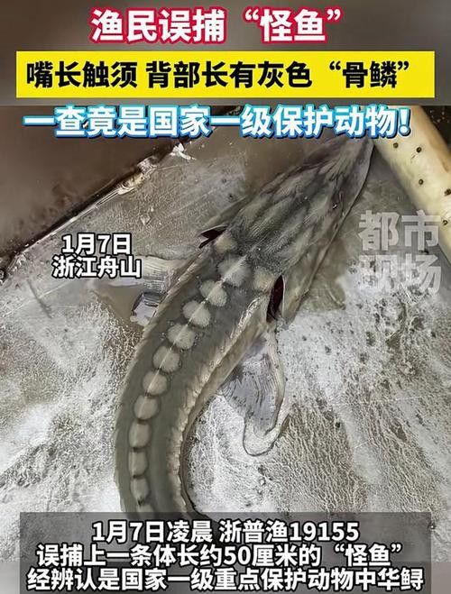 中華鱘龍魚的圖片