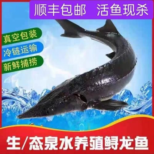 中華鱘龍魚的圖片