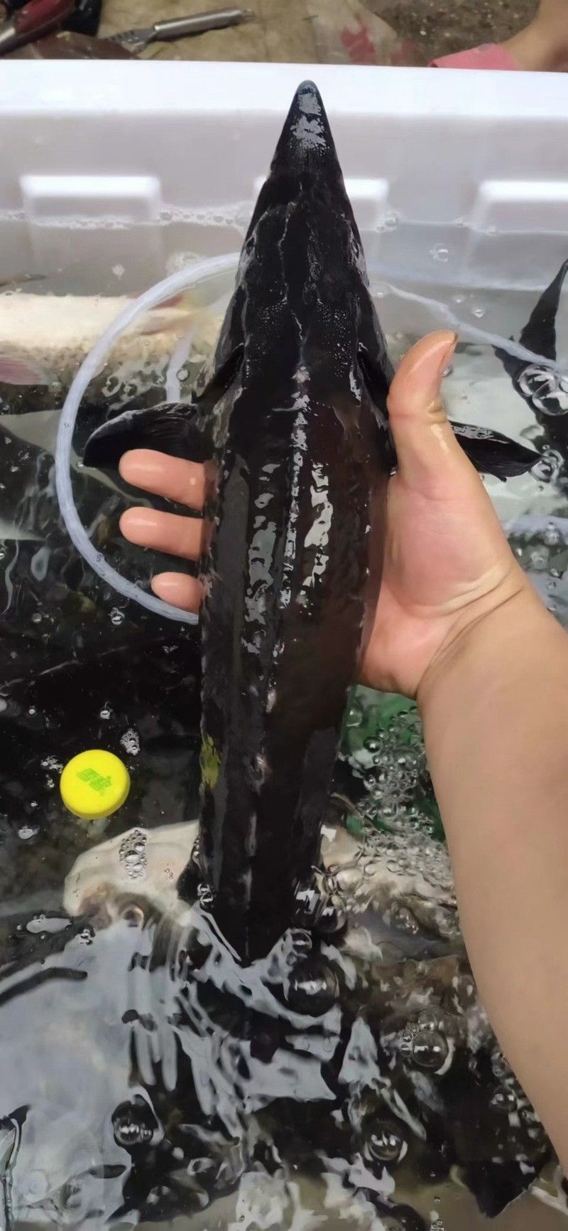 中華鱘龍魚的圖片