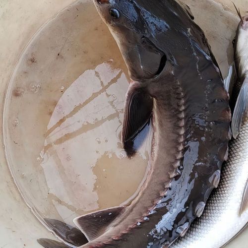中華鱘龍魚的圖片