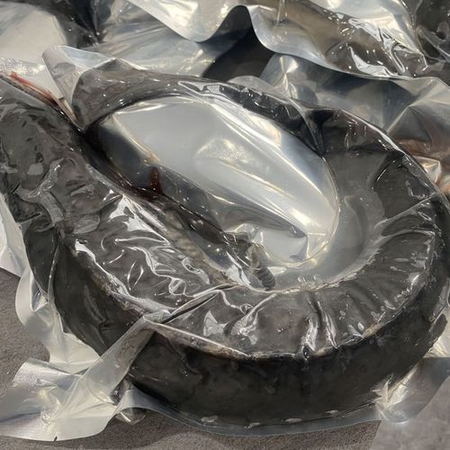 中華鱘龍魚的圖片
