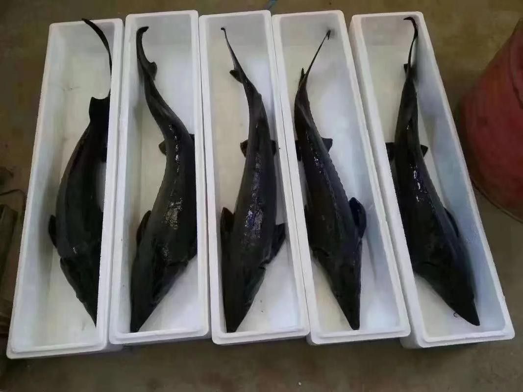 中華鱘龍魚的圖片