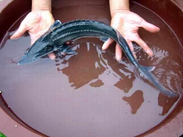 中華鱘龍魚的圖片