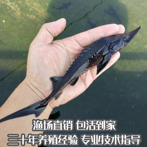 中華鱘龍魚的圖片