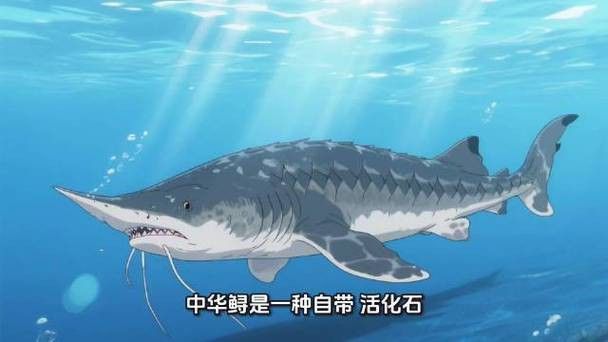 中華鱘龍魚的圖片