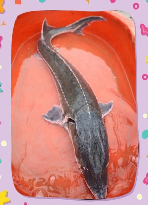 中華鱘龍魚的圖片