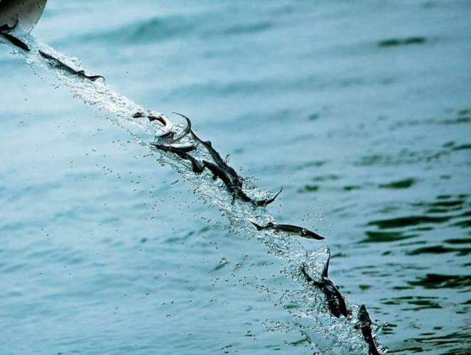 中華鱘龍魚的圖片