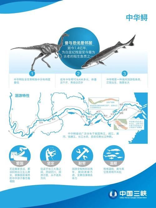 中華鱘龍魚的圖片