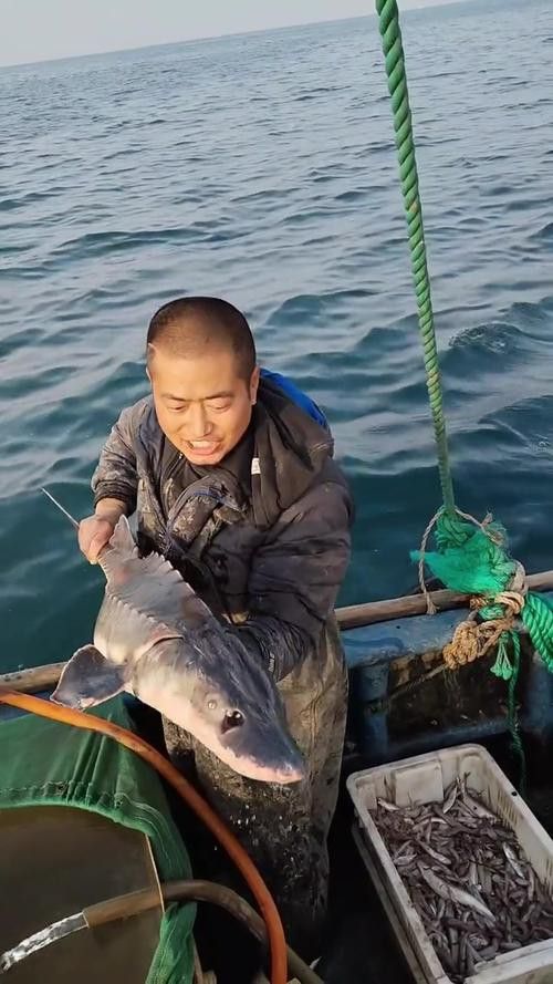 中華鱘龍魚的圖片
