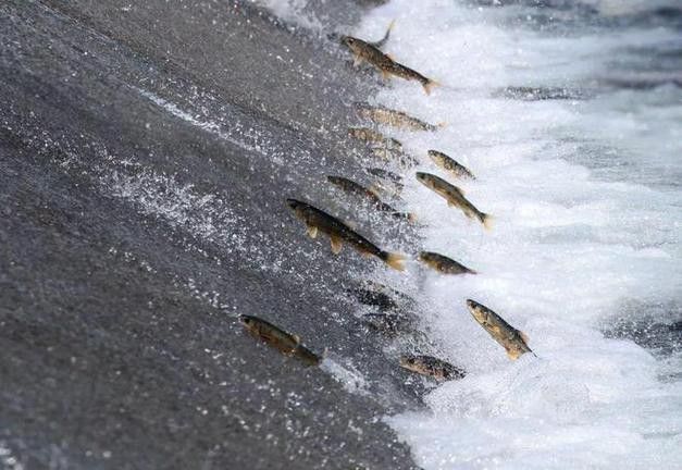 中華鱘龍魚的圖片