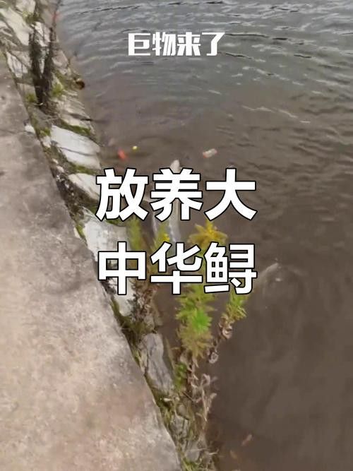 中華鱘龍魚的圖片