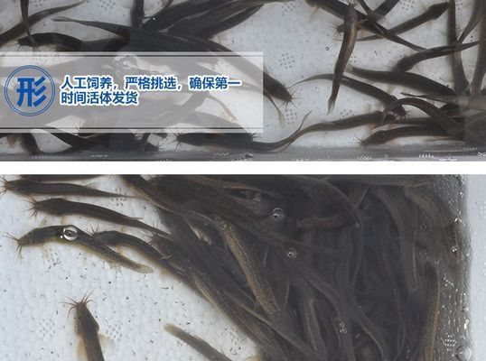 龍魚(yú)的藥用功效和作用：cips(2024長(zhǎng)城寵物展cips(2024長(zhǎng)城寵物展