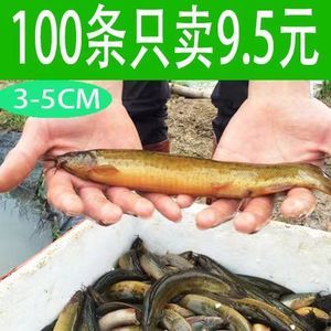 龍魚(yú)的藥用功效和作用：cips(2024長(zhǎng)城寵物展cips(2024長(zhǎng)城寵物展