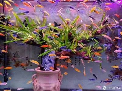 紅龍魚怎么喂食的視頻教程下載大全（紅龍魚怎么喂食的視頻教程下載大全圖片）