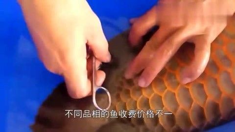 金龍魚手術多少錢：金龍魚手術多少錢金龍魚手術多少錢