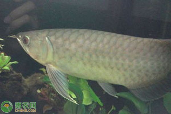 大青龍魚價格