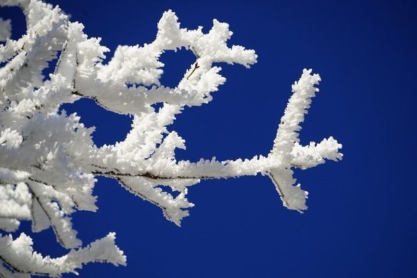 龍魚可以喂小魚嗎怎么喂的（喂養(yǎng)龍魚時(shí)需要注意以下幾點(diǎn)，確保龍魚的健康和營養(yǎng)均衡）