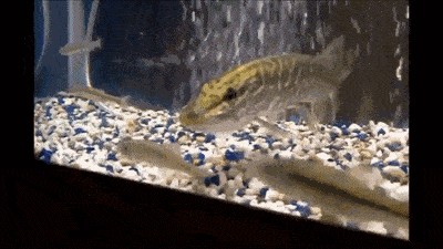 龍魚拉稀是怎么回事：龍魚拉稀可能是由于多種原因引起的，可以預(yù)防龍魚拉稀