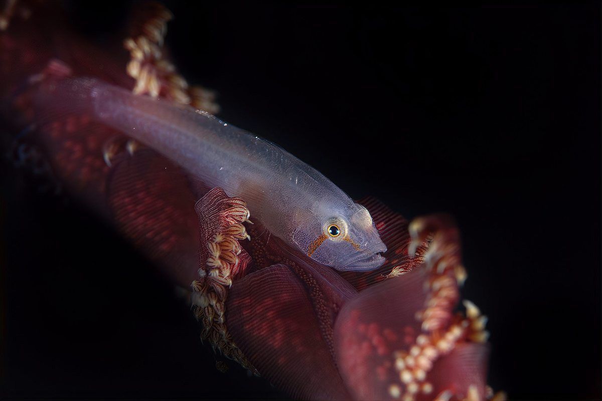藍雷龍魚能長多大