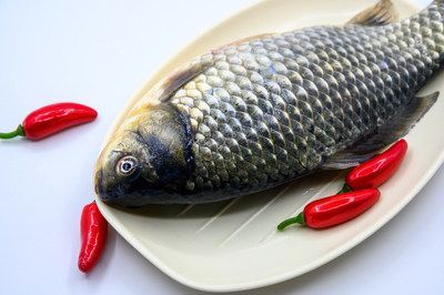 龍魚什么都不吃就吃大麥蟲怎么辦：如何讓龍魚接受新食物，龍魚營養均衡食物選擇