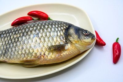 龍魚什么都不吃就吃大麥蟲怎么辦：如何讓龍魚接受新食物，龍魚營養均衡食物選擇