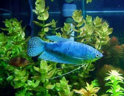 藍曼龍魚兇猛嗎：藍曼龍魚攻擊性行為的預(yù)防