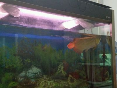 木龍魚 斧頭 寓意（“木龍魚”和“木魚”的寓意來推測,從木魚角度來看）