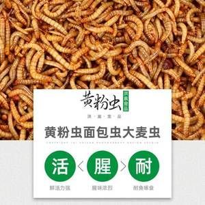 金龍魚吃魚飼料嗎：金龍魚吃什么飼料最合適金龍魚飼養(yǎng)方法360問答