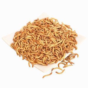 金龍魚吃魚飼料嗎：金龍魚吃什么飼料最合適金龍魚飼養(yǎng)方法360問答