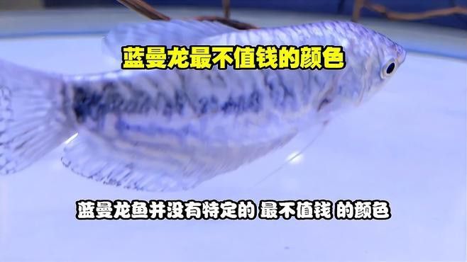 藍曼龍魚多少錢一只