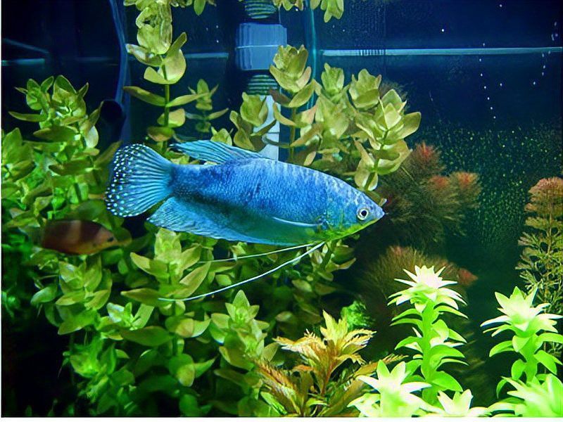 藍曼龍魚多少錢一只