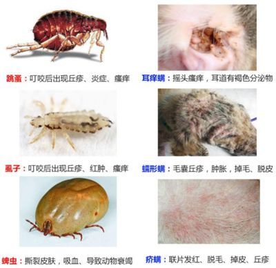 如何預防雷龍魚感染寄生蟲：如何有效預防雷龍魚感染寄生蟲
