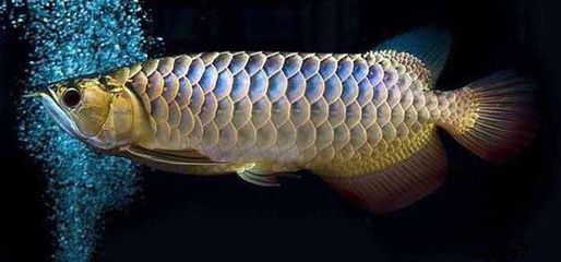 金龍魚鱗片發紫是怎么回事：金龍魚鱗片發紫可能有多種原因