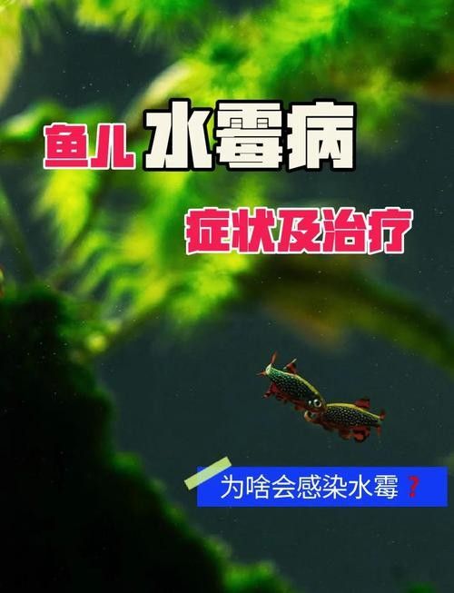 雷龍魚身上有白色絮狀物圖片大全