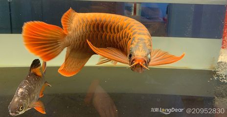 龍魚(yú)怎么治療掉眼睛：治療龍魚(yú)掉眼的方法