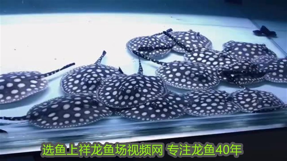 紅龍魚混養打架怎么辦啊視頻：紅龍魚混養打架怎么辦？全面解析與解決方案