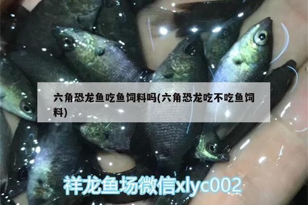 六角恐龍魚(yú)的飼料其他動(dòng)物可以吃嗎有毒嗎：六角恐龍魚(yú)飼料對(duì)其他動(dòng)物是否有毒