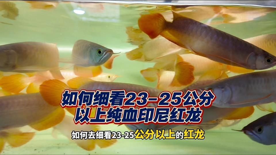 如何鑒別紅龍魚的血統
