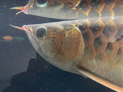 龍魚挑食不吃蝦怎么辦：龍魚挑食不吃蝦怎么辦龍魚挑食不吃蝦怎么辦